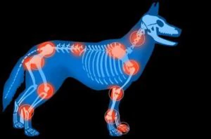Artrose en gewricht pijn bij honden