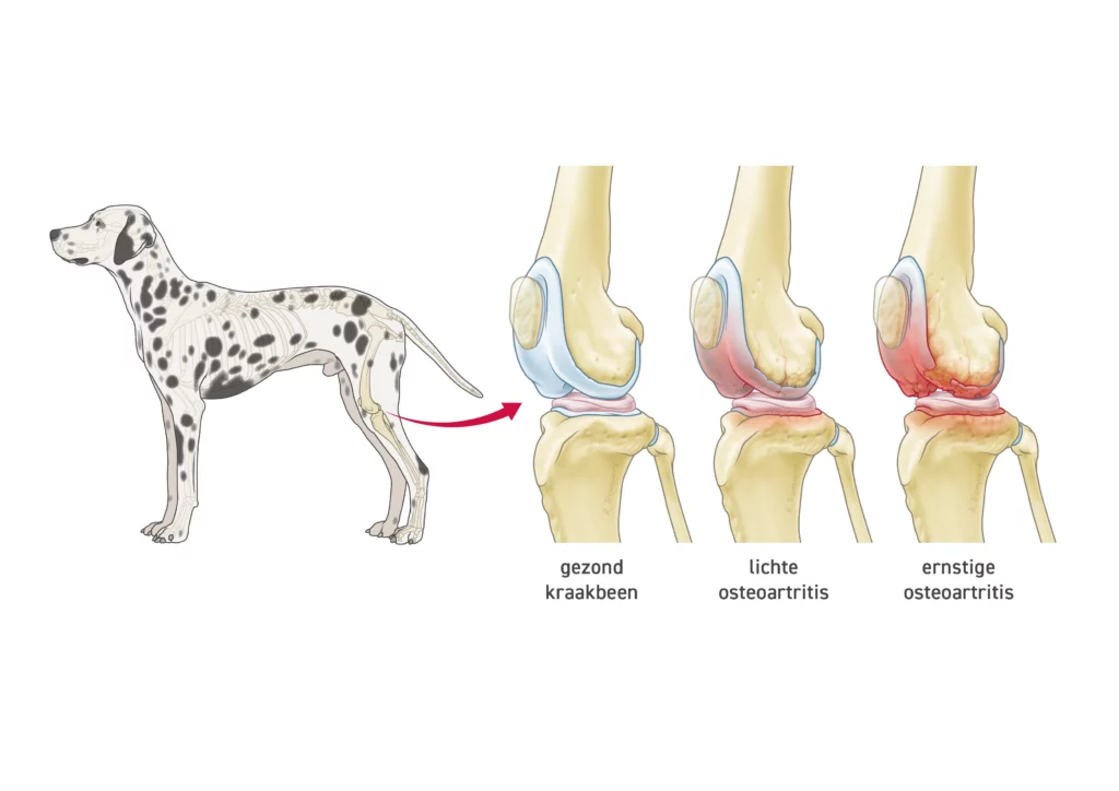 Artrose hond