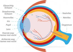 Cognitieve gezondheid door multivitaminen voor honden