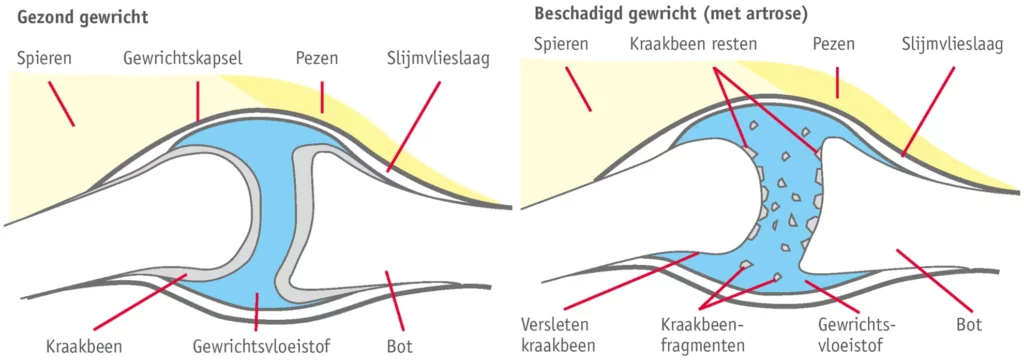 multivitaminen hond voordelen