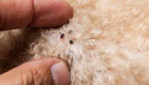 oorzaken-jeuk-bij-hond