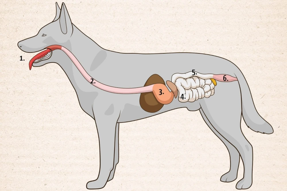 stoelgang-diarree-honden